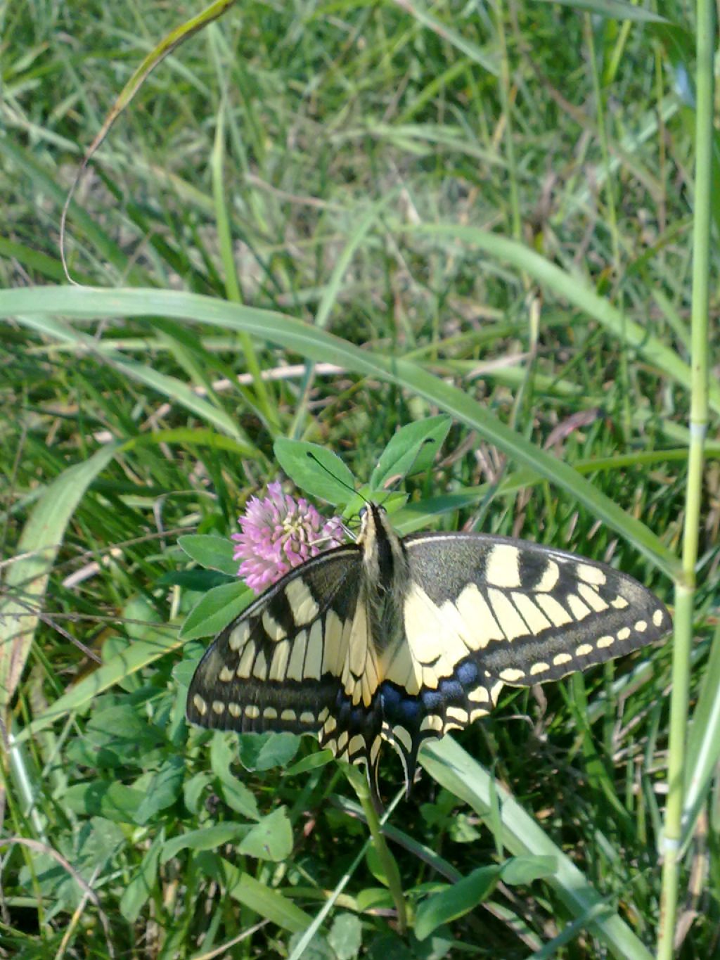 Papilio machaon in cava